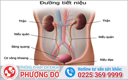 Nhiễm trùng đường tiểu ở nữ giới